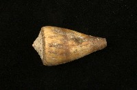 藏品(柳絲芋螺)的圖片